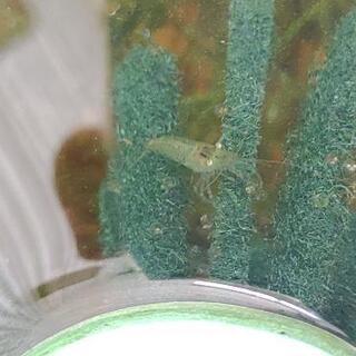 ミナミヌマエビの画像