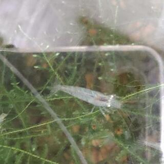 ミナミヌマエビの画像