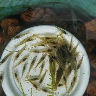 ミナミヌマエビの画像