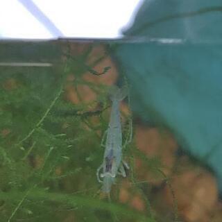 ミナミヌマエビの画像