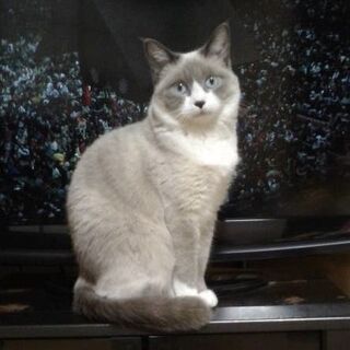 猫を探しています。