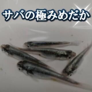 極上サバの極みめだかの卵
