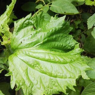 新鮮✨無消毒大葉😺 10枚の画像