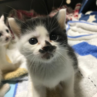 先天性シャントの子です