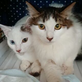 オッドアイ♀＆長毛♂の美猫2匹生後5ヶ月前後