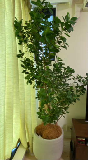 観葉植物　フィカスモクラメ　　セメント鉢１３号　9500円