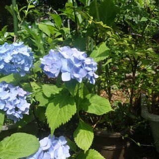 鉢植えの日本アジサイとうつぎ　高さ１M
