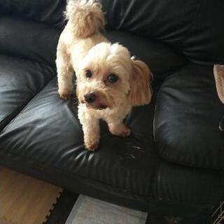 犬の仲が悪く