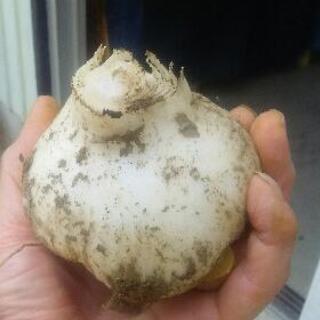 富士山野菜有機ジャンボニンニク