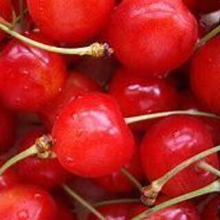 【急募！！大幅増員！！】余市郡仁木町　各農園でトマト＆サクランボ収穫スタッフ！！の画像