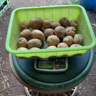 新ジャガイモ　小サイズ　1kg 20個前後