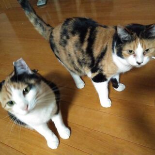 三毛猫姉妹　海ちゃん空ちゃん推定４歳