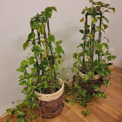 観葉植物 2点セット(バスケット鉢10号·支柱付き) 105cm