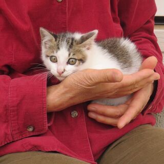 店頭で保護した仔猫の里親さんを募ります