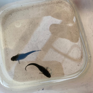 オロチラメ系メダカ　