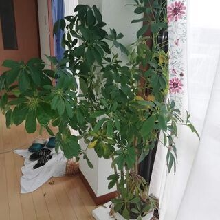 無料★観葉植物（シェフレラ・ホンコンカポック）