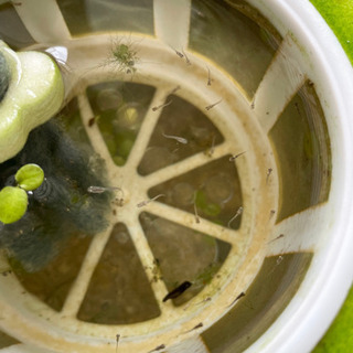 めだかの里親募集の画像