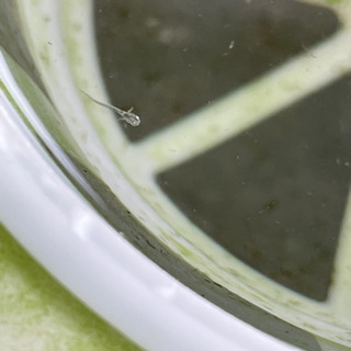 めだかの里親募集の画像