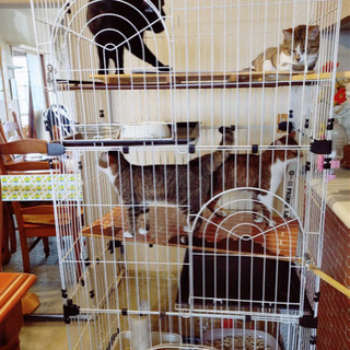《猫2匹》里親さん募集しています!!