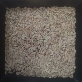 空籾　差し上げます