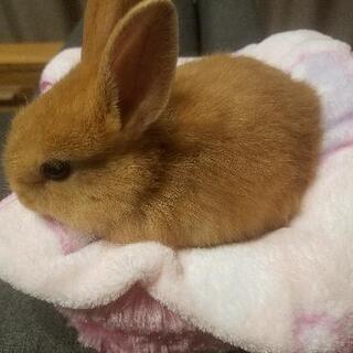 生後1ヶ月ほどのうさぎ