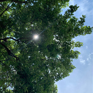 京都で青空ピクニック🌤少人数希望♫ - 京都市