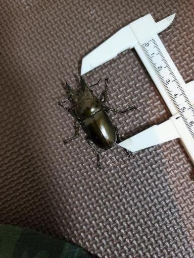 オウゴンオニクワガタ　雄のみ