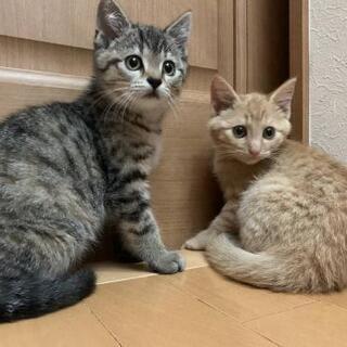 可愛いキジトラ茶トラ姉弟(キジトラ里親様決定致しました)