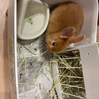 ミニウサギ 生後1ヶ月 性別不明