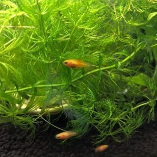 ★熱帯魚★レッドプラティ稚魚の画像