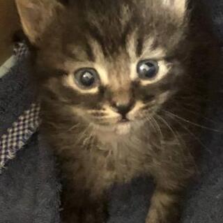 1ヶ月弱👶黒シマ里親様決定