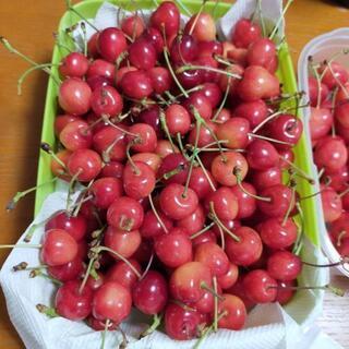 【売切ました】さくらんぼ150g入り【終了】の画像