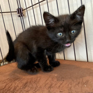生後6〜8週の男の子(=^x^=)