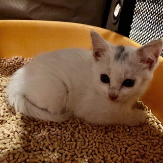 【急募】生後約１ヶ月半　全身白色で頭に黒い模様の寂しがり屋の美人にゃん