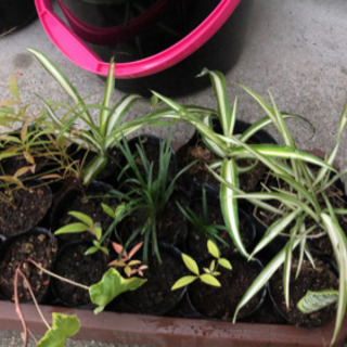 観葉植物　株分け　根つき