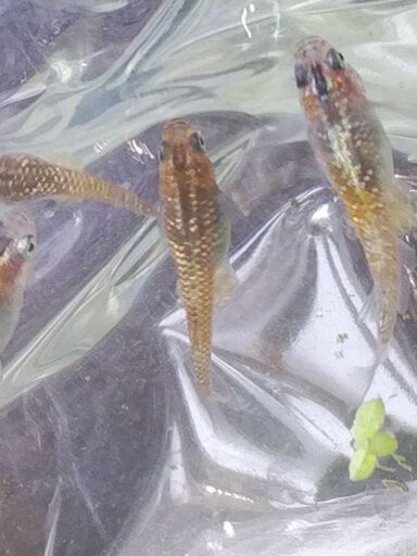 煌メダカ　稚魚　20匹　オマケ