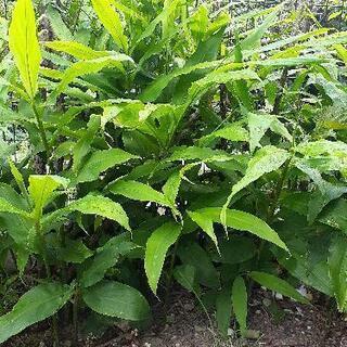 ミョウガの株　残り僅かです
