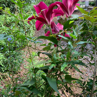 生花　カサブランカ　