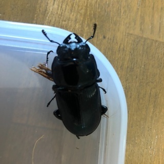 オオクワガタメスのみ