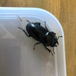 オオクワガタメスのみの画像
