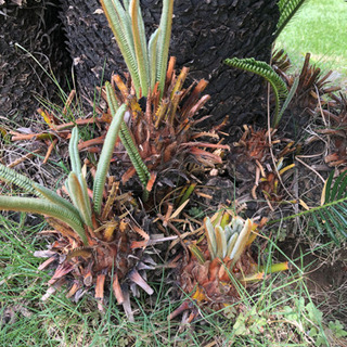 蘇鉄☆ソテツ☆観葉植物☆20株ほど