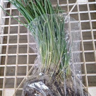 夏植えネギ