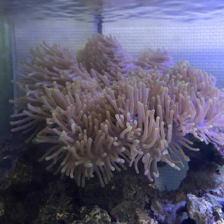 センジュイソギンチャク　ライブロックの画像