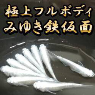 極上フルボディみゆき鉄仮面めだかのタマゴ