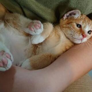 甘えん坊すぎ茶トラ猫ちゃん(ワクチン済)