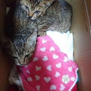 仔猫ちゃん　里親募集