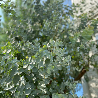 くろまめ様　の画像