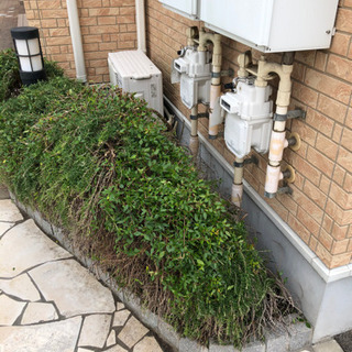 マンションやアパートの植木剪定いたします。便利屋ハートフル