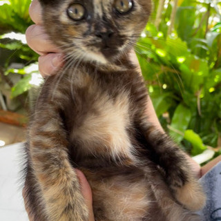 人なつっこい子猫の里親募集します/候補者の方と相談中！