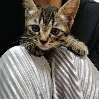 可愛くて元気な子猫兄妹③未来(ミク)ちゃん